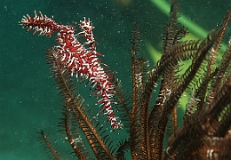 Sipadan_2015_Poisson fantome arlequin_Solenostomus paradoxus_IMG_2870_rc